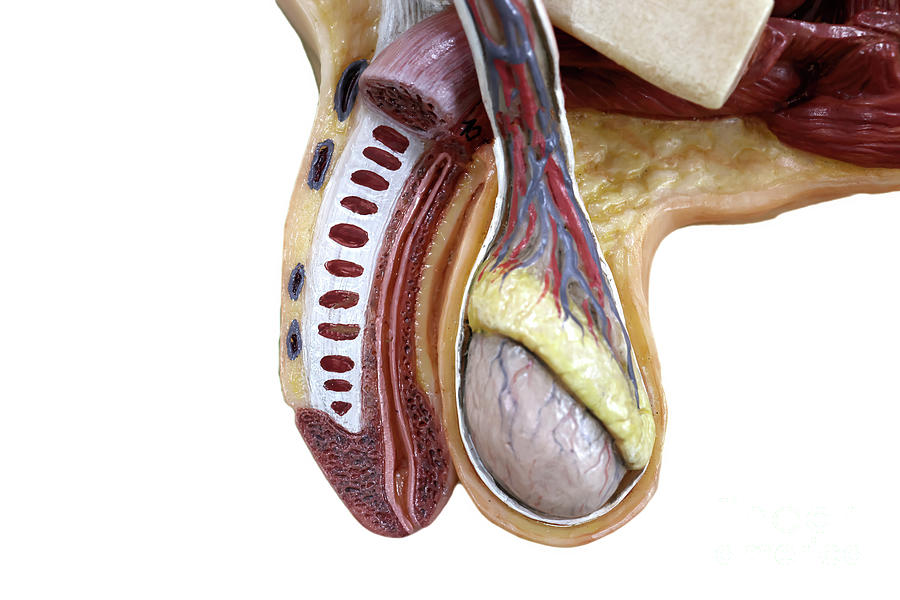 Example Image